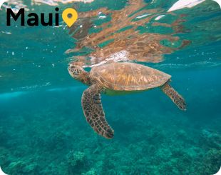 turtle in Maui Hawaii 